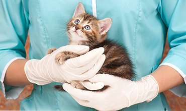 Veterinarian holds a cat in his hands
