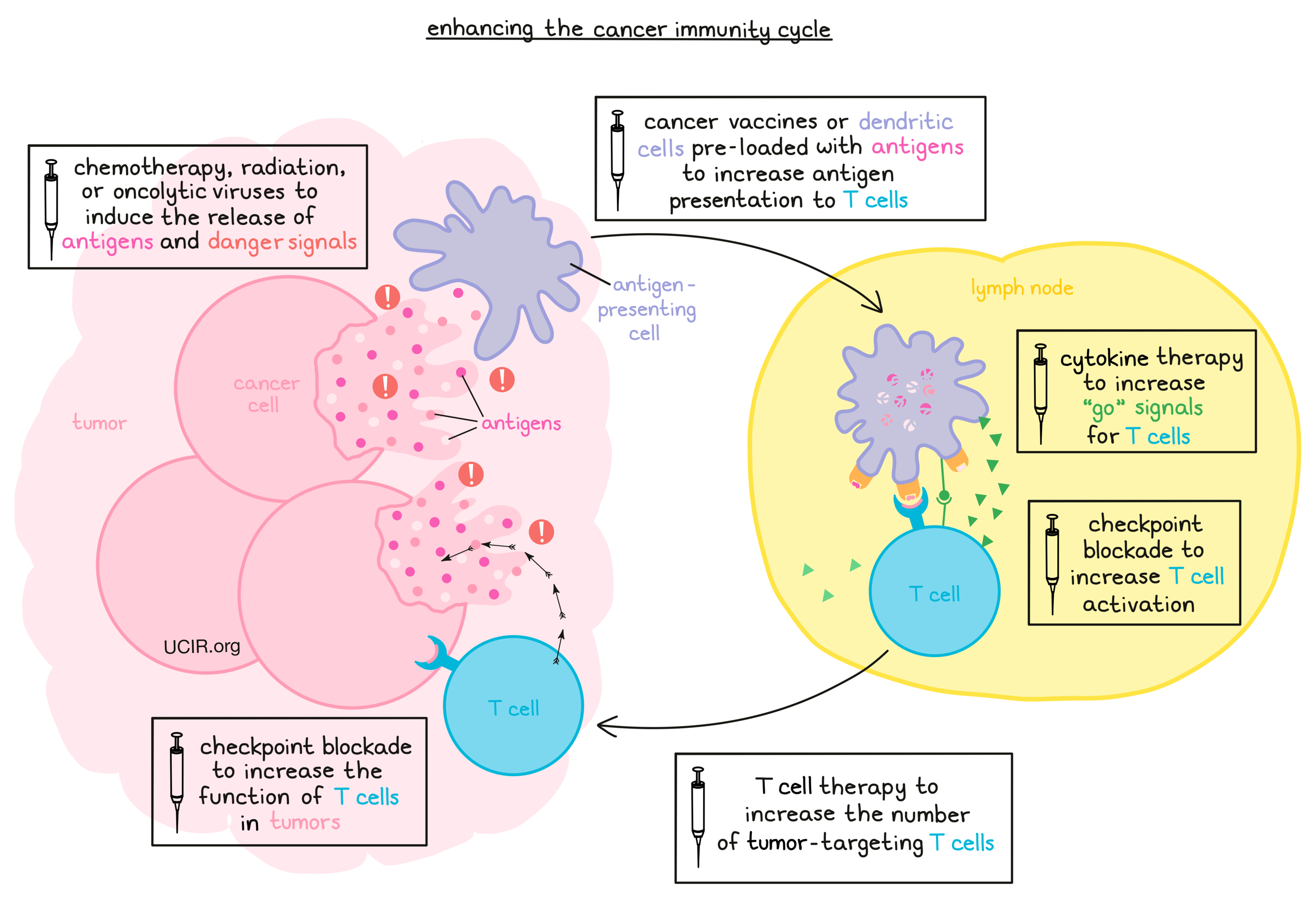 Enhancing the cancer immunity cycle