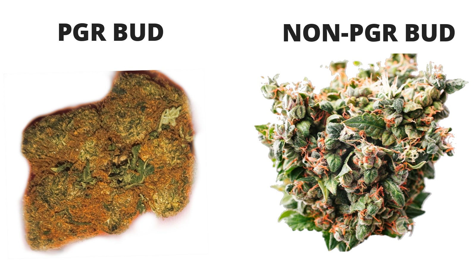 PGR Weed VS Natural Cannabis - Alessandro Di Benedetto