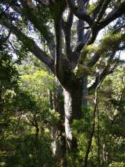 Big Kauri Tree