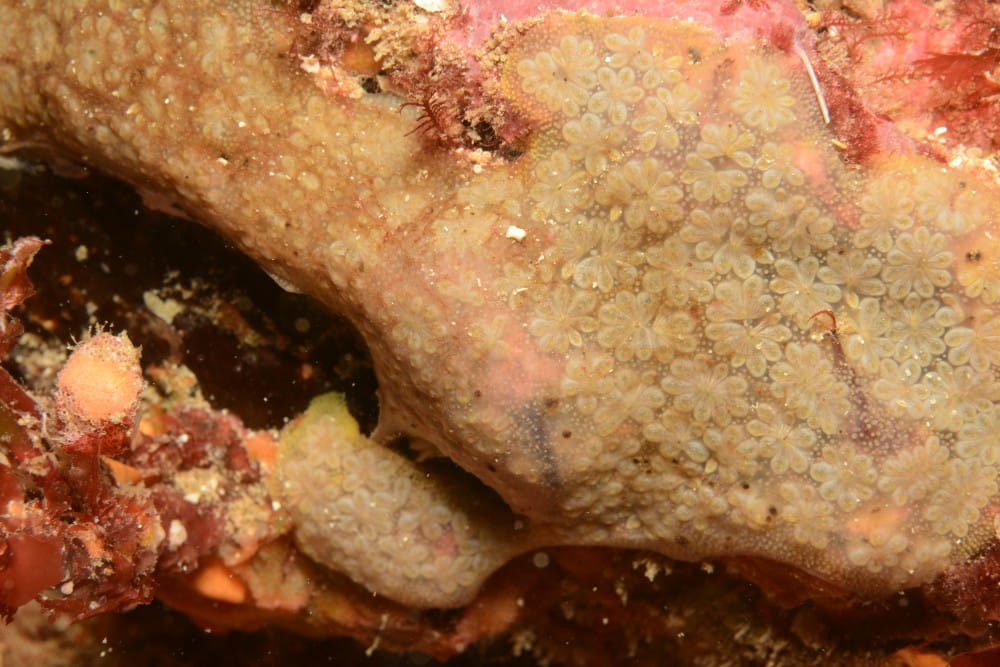 The colonial star ascidian <em>(Botryllus schlosseri)</em> on rock surface
