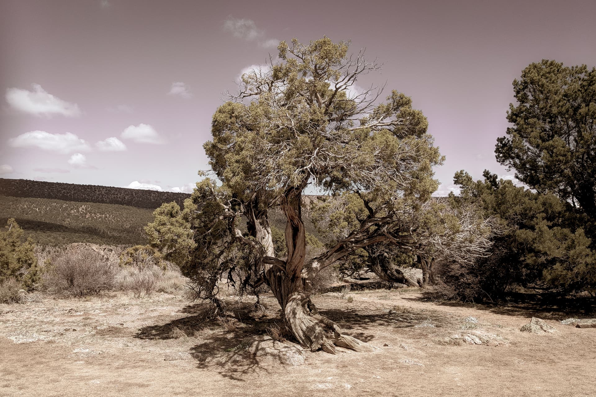 A gnarled juniper in the high mountain desert surrounding the Black Canyon of the Gunnison.