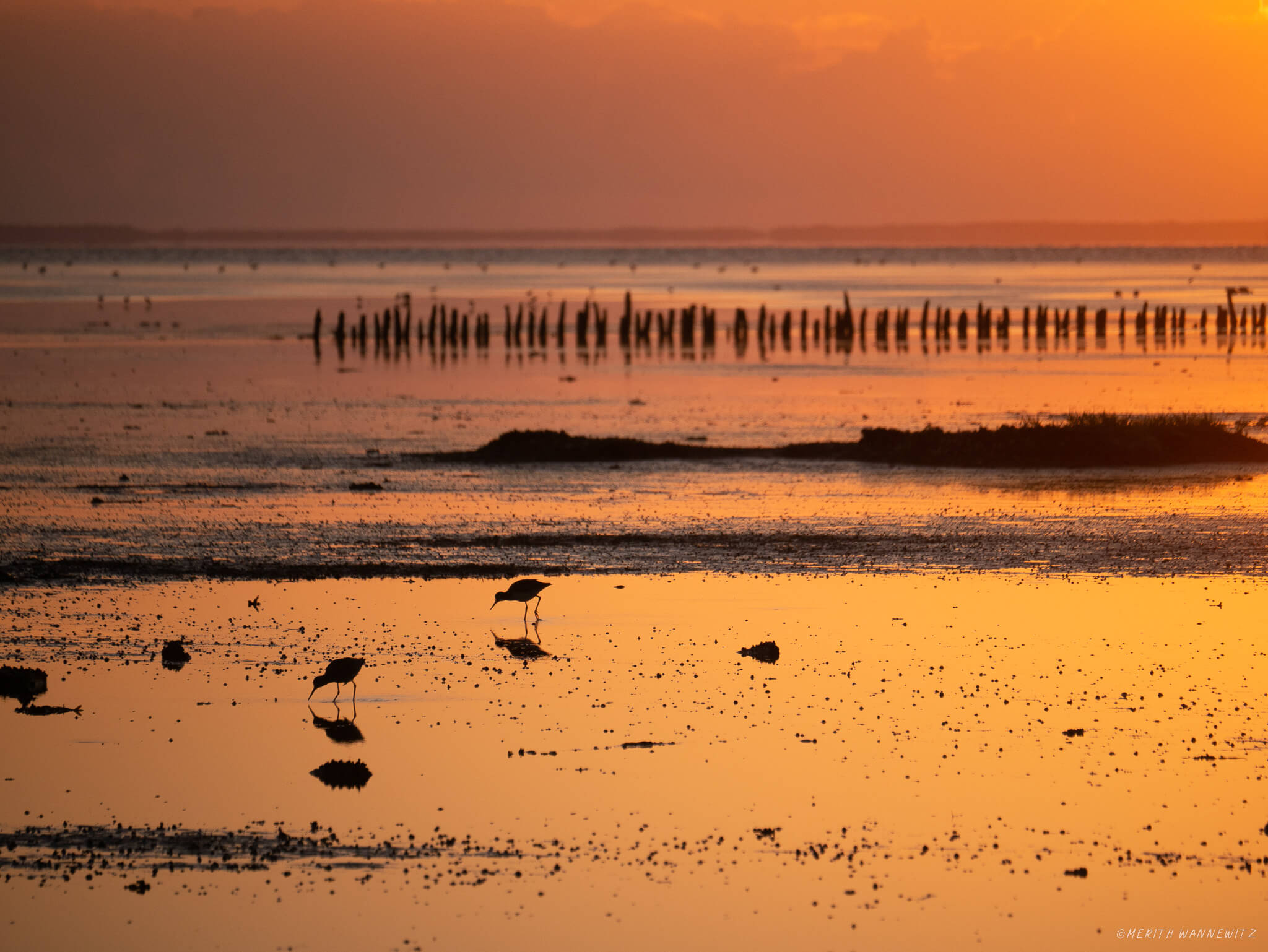 Two redshanks forage in the wadden sea. The tidal flats are bathed in orange light from the sunset.