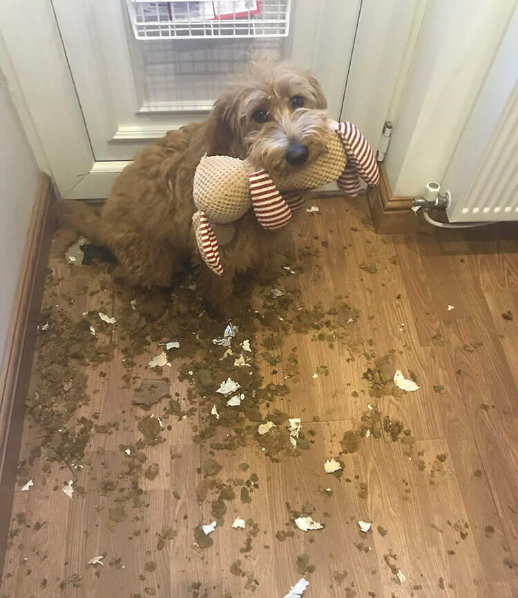 Meet Lexi