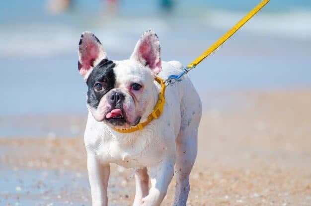 Image of an adorable pied french bulldog walking on a leash