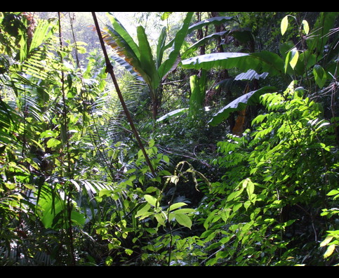 Laos Jungle 22
