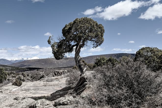 A gnarled juniper in the high mountain desert surrounding the Black Canyon of the Gunnison. The tree has grown in a distinctive spiral shape, and has a thick hemispherical crown.