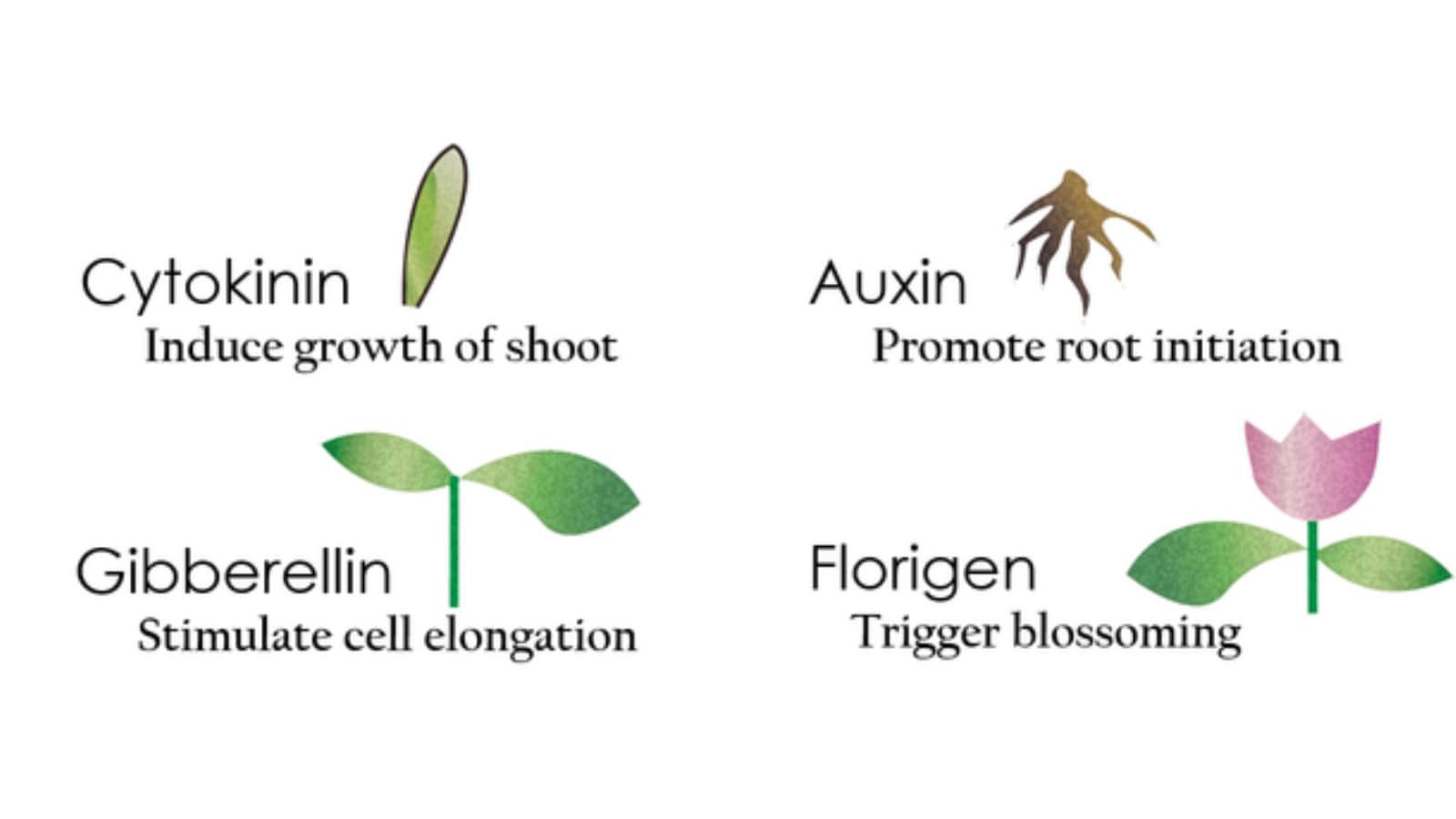 PGR Weed Guide: What Is PGR Cannabis? Dangerous PGR Marijuana