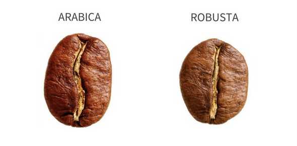 arabica vs robusta