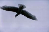 A Glaucous Gull silhouetted in flight