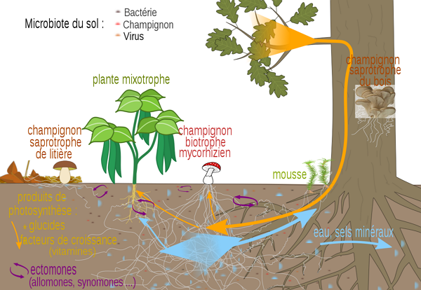 Image diagramme décrivant le cycle d'échanges entre les plantes et les mycorhizes