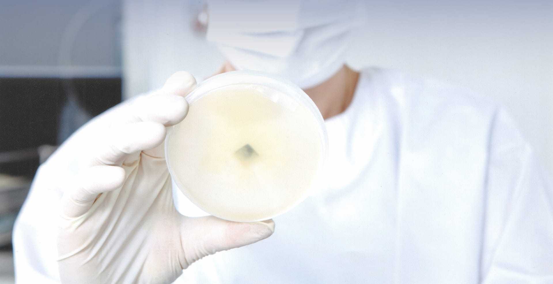 MycoLabs - Petri dish
