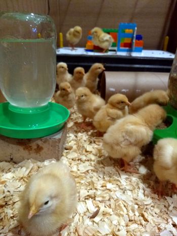 Holy cow! They are growing fast.