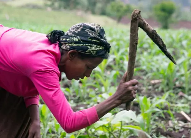 Woman cultivating filed in Ethiopia