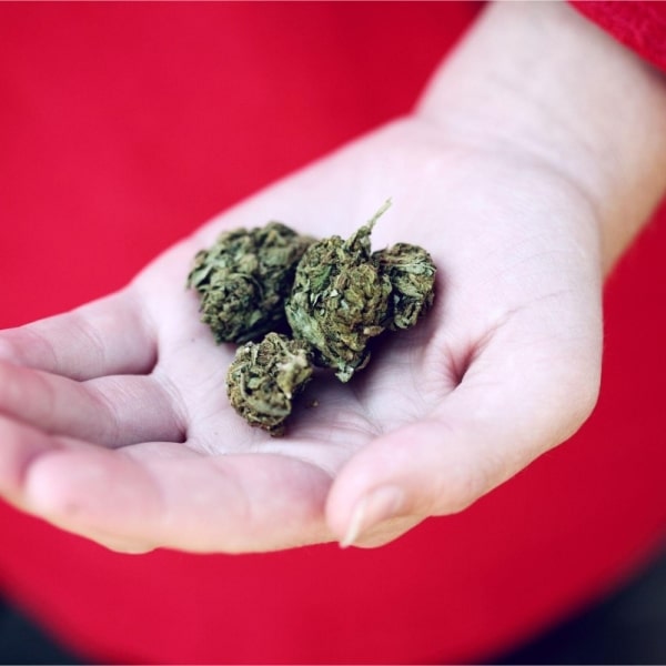 Canberra’s Cannabis Laws and Rules in 2020