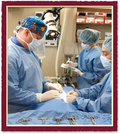 austin Veterinary Surgery