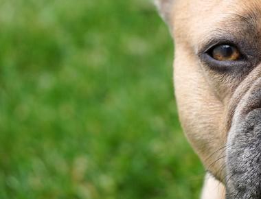 Is Your Dog Aggressive Toward One Person Only? Here’s Why
