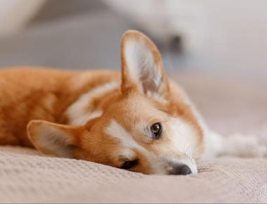 Couch-Potatoes: Why Your Dog Does Nothing All Day & What to Do About It