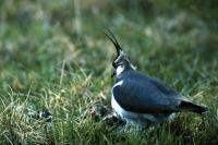 A Lapwing studies it's brood