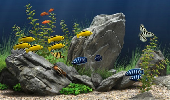 How to Add Variety to Your Aquarium