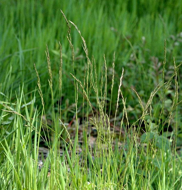 Creeping Red Fescue · Harvey's Seed