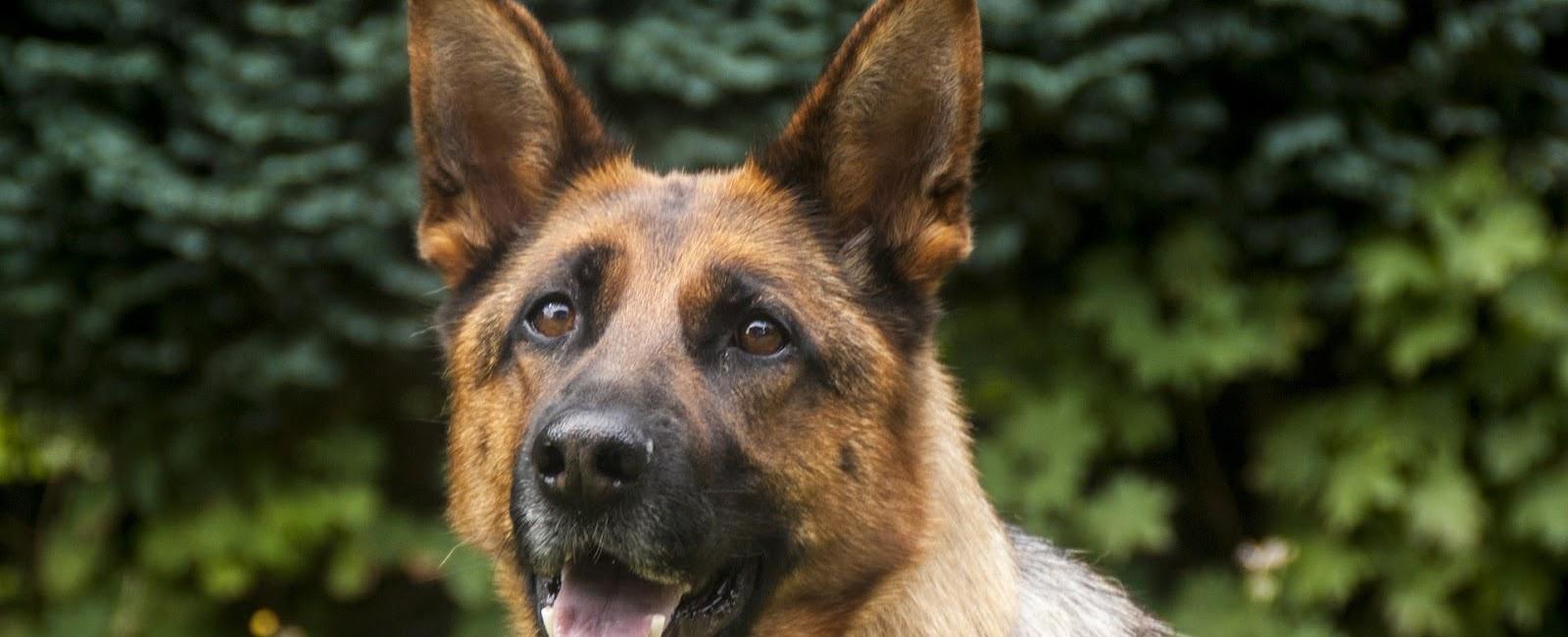 Police Dogs: Can You Buy One?