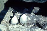 A pair of Guillemots and their egg