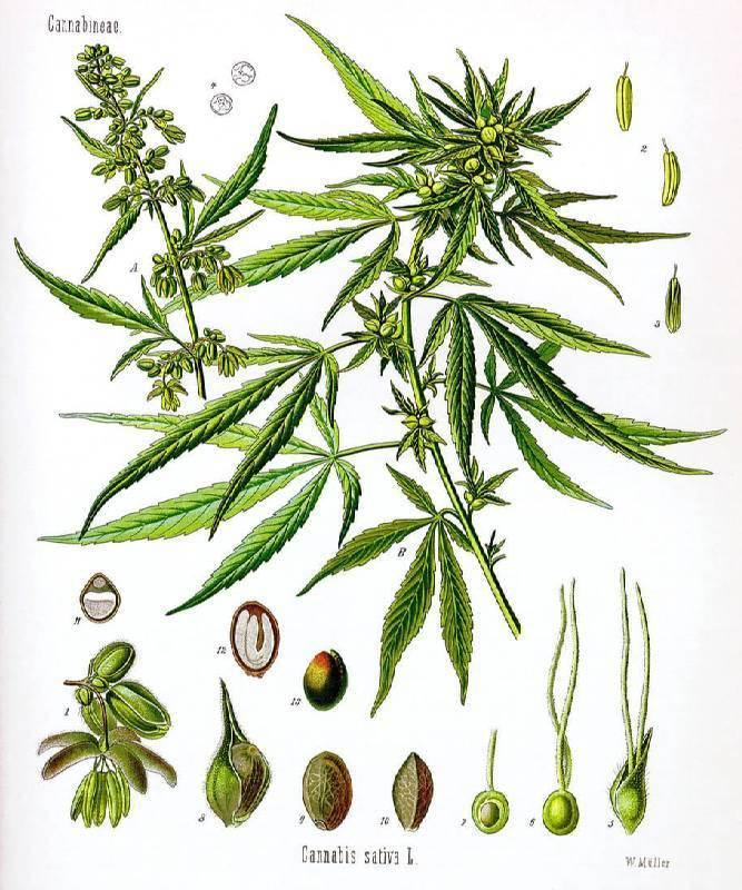 Historical Depiction Of The Cannabis Plant