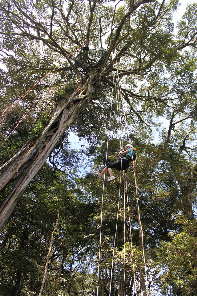 Treetop Climbing Monteverde Costa Rica