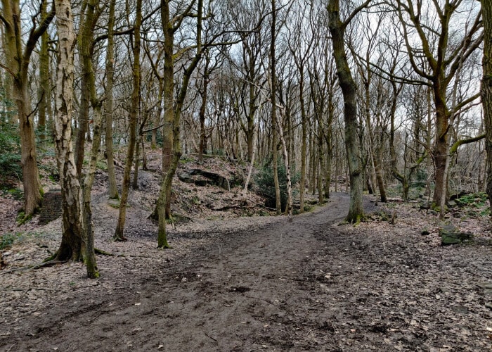 A muddy trail with bare trees in Bramley Fall Woods. Great running trail.