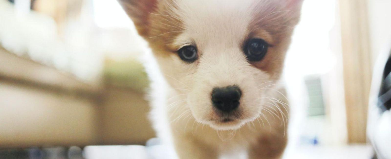 The Secret to a Happy, Confident Puppy When You're Away
