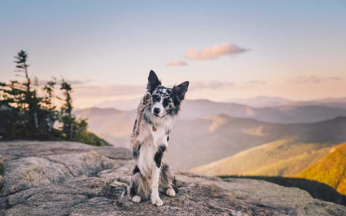 What To Look For In An Agility Class