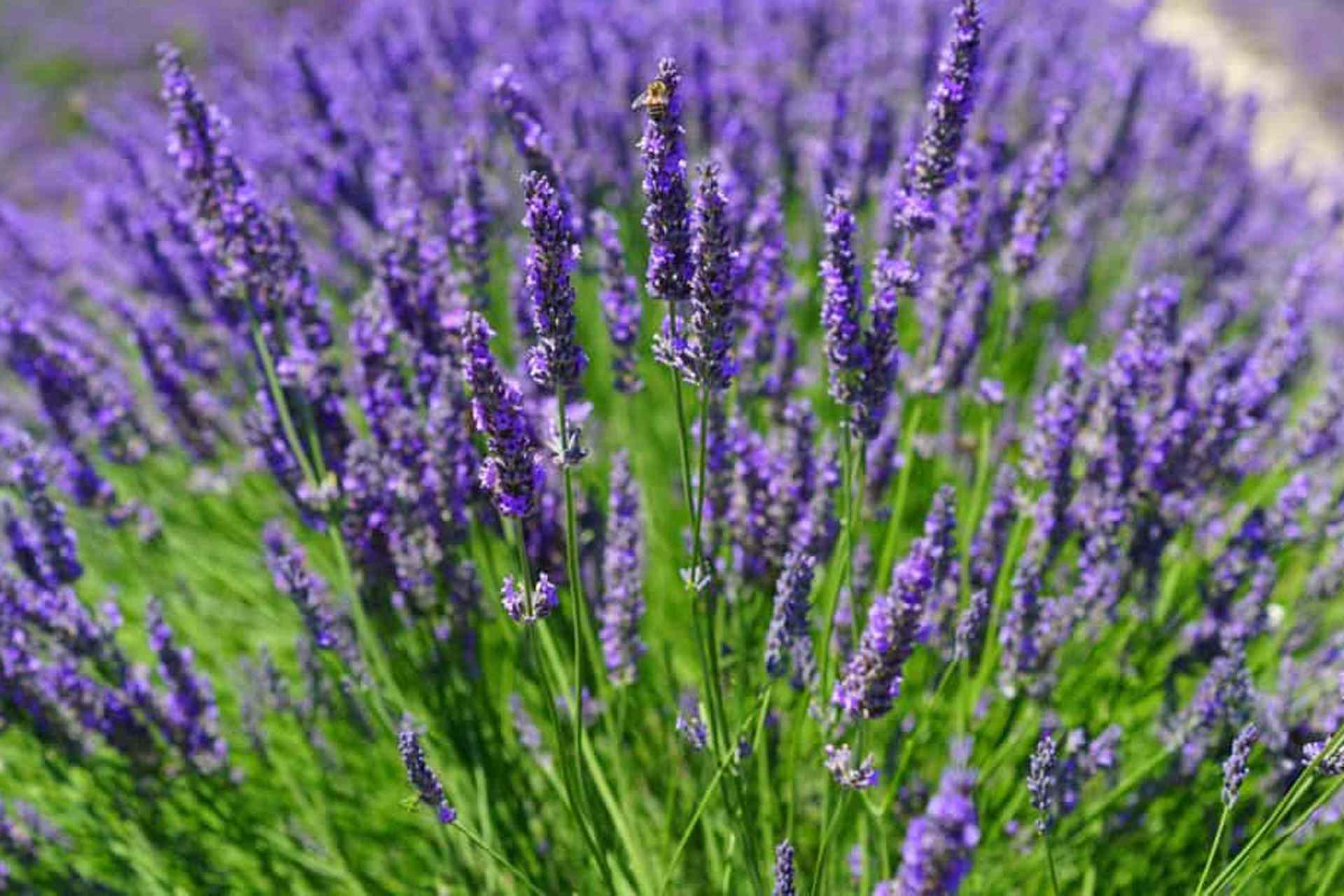 Lavender