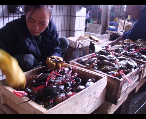 China Fish Markets 20