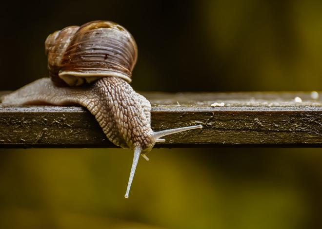 Snail investigating under a plank