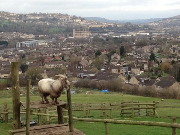 oh my god twitter doesn’t include alt text from images in their API