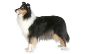 Collie Dog Breed