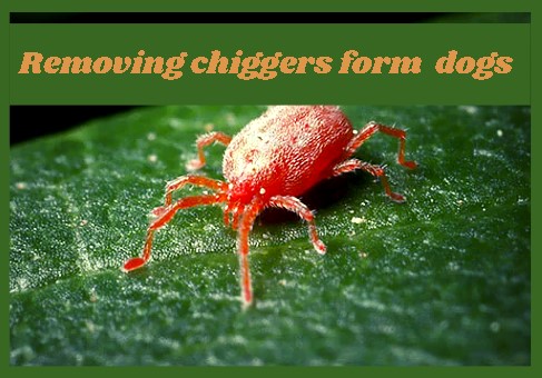 what do chiggers look like on dogs