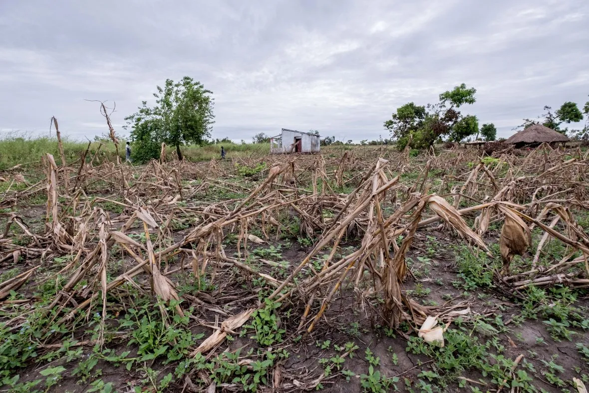 A field of maize destroyed by floodwaters after cyclone Idai is seen in Ndeja, Mozambique.
