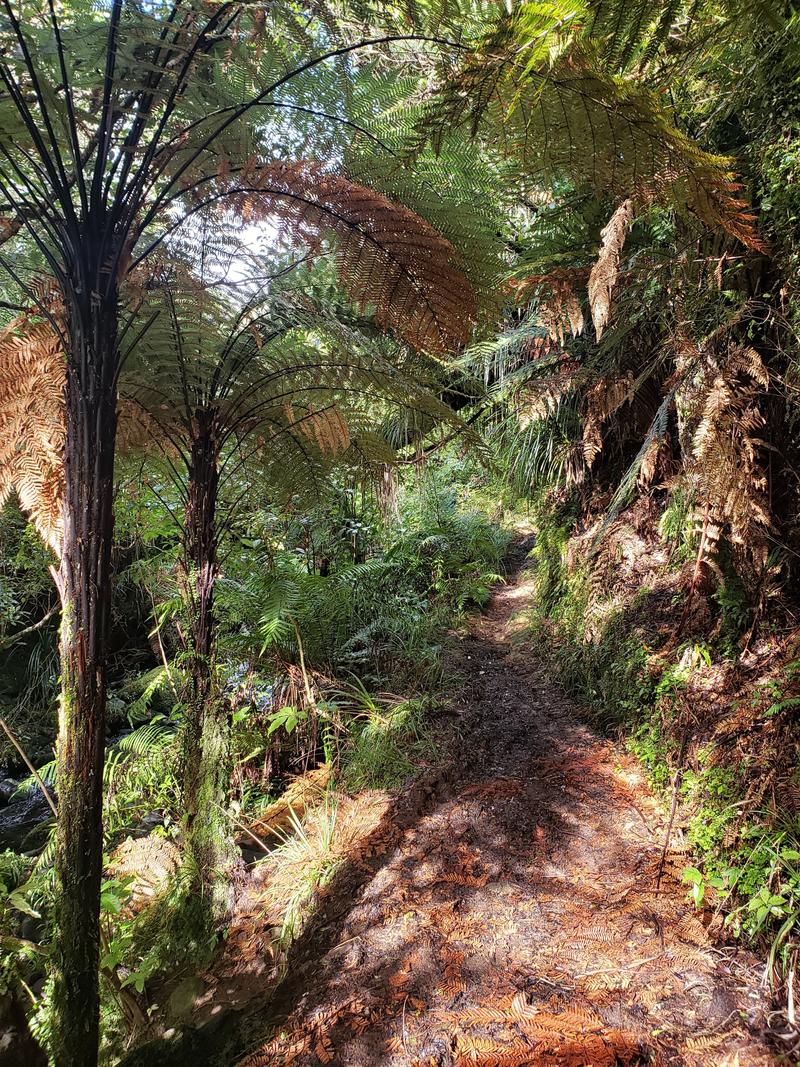 Ferny forest