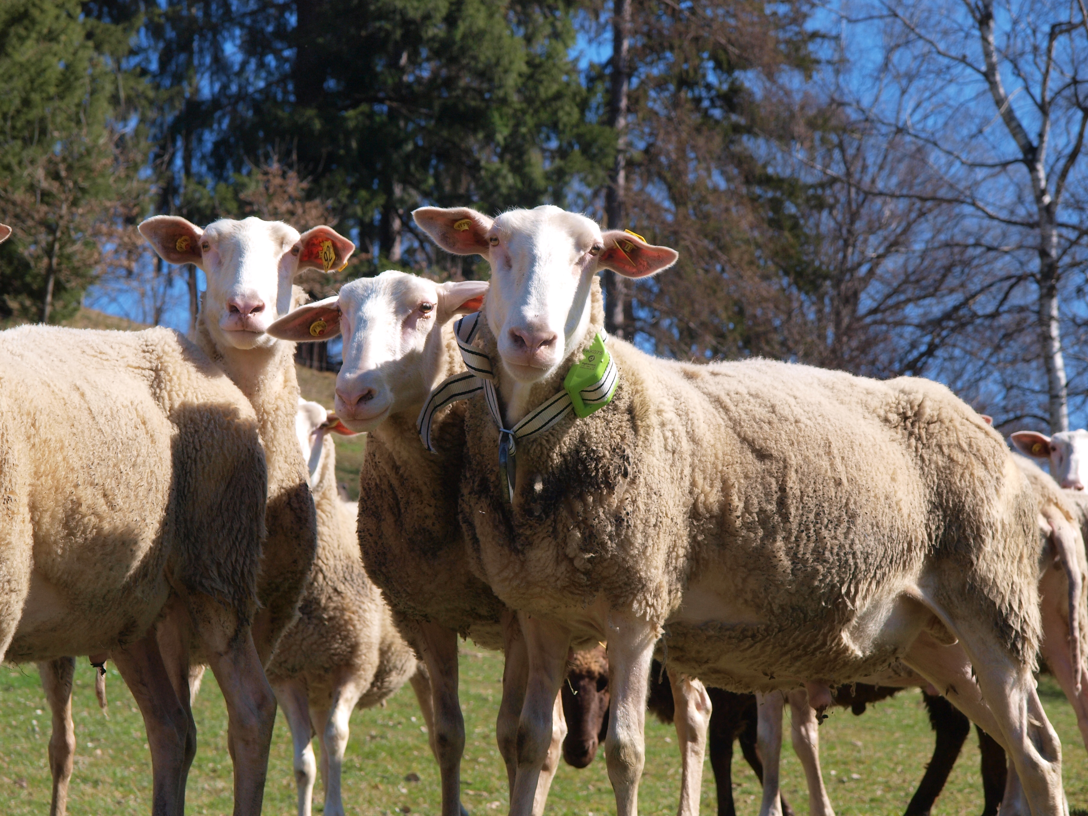 Das Internet der Tiere: Schafe von heute funken mit 0G
