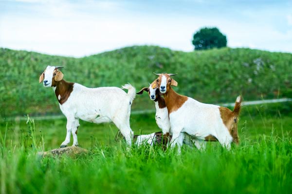 Curious goats standing in a field.
