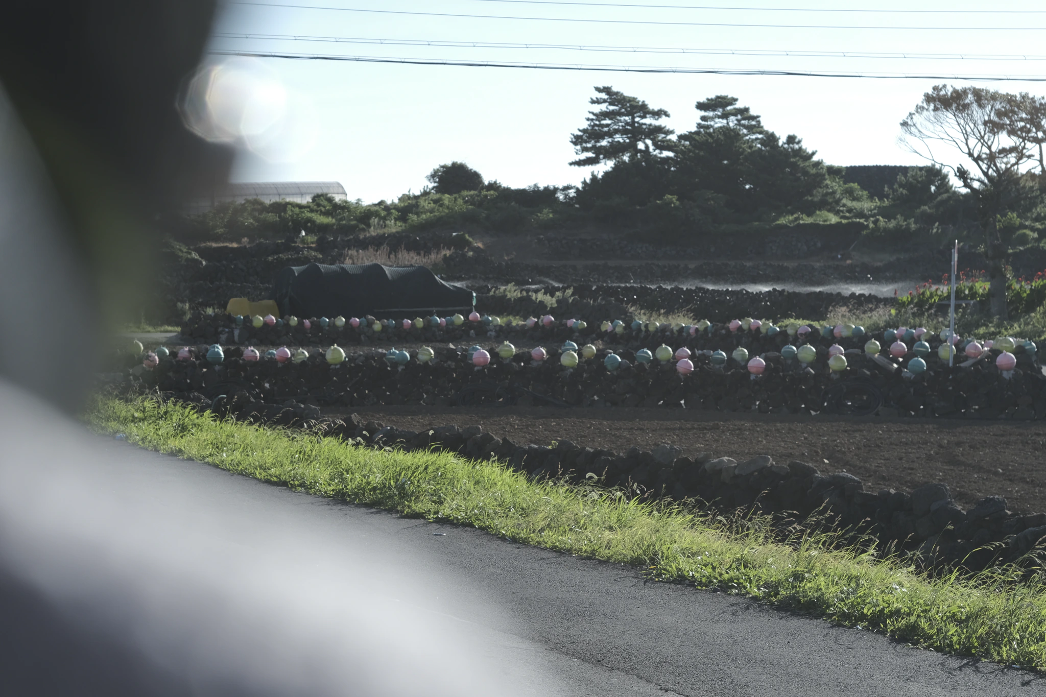 Fenced off farms in Jeju.