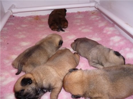 Grace's pug puppies sleeping