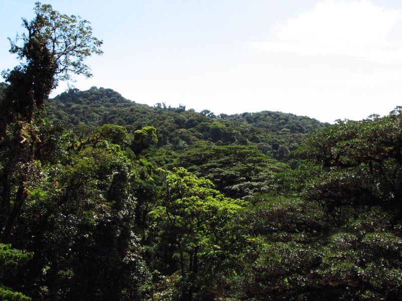 Selvatura Canopy Tour Monteverde Costa Rica