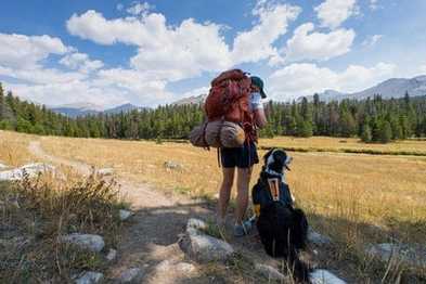 Tips for Camping with Canines