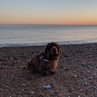 Sussex spaniel dog on the shingle with the sea and an orange sky in the background.