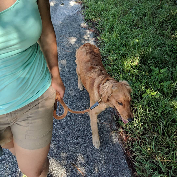 A woman in a teal tank top and brown shorts is walking a golden retriever dog on a leash down the side of the road.