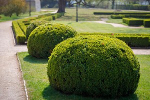 Hedged bushes designed by a landscaping contractor.