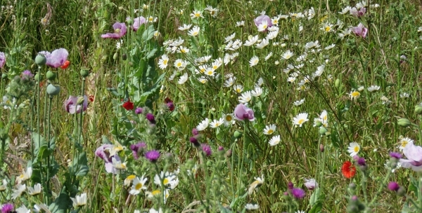 Une prairie garnie de fleurs variées